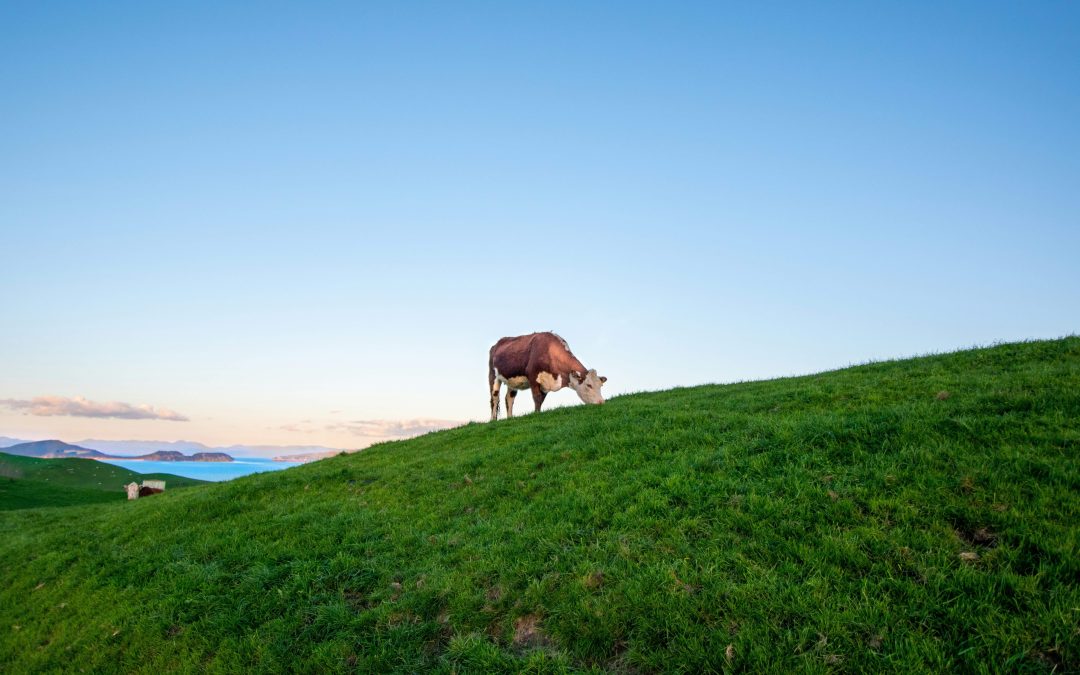 Cattle on green hill