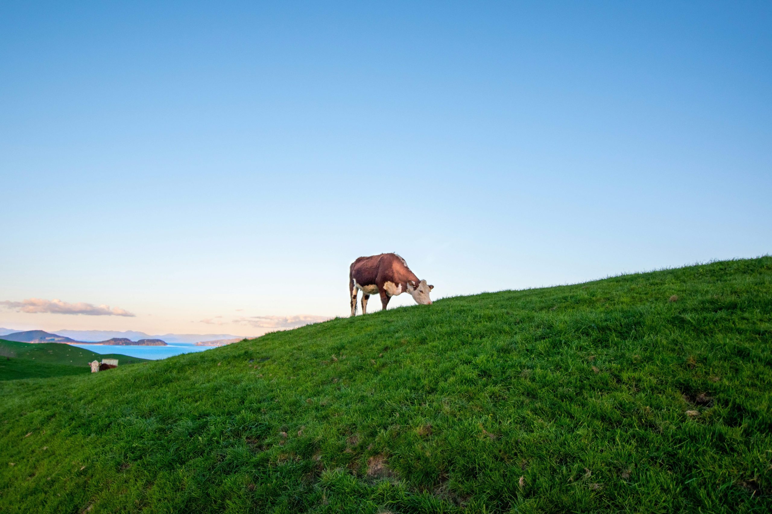 Cattle on green hill